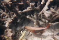r&ouml;tlicher Fisch