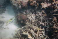 Fische 1