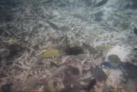 Fische 2