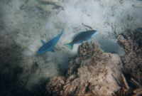 Papageifische